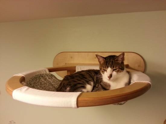 Подвесная полка в роли кровати для кошки