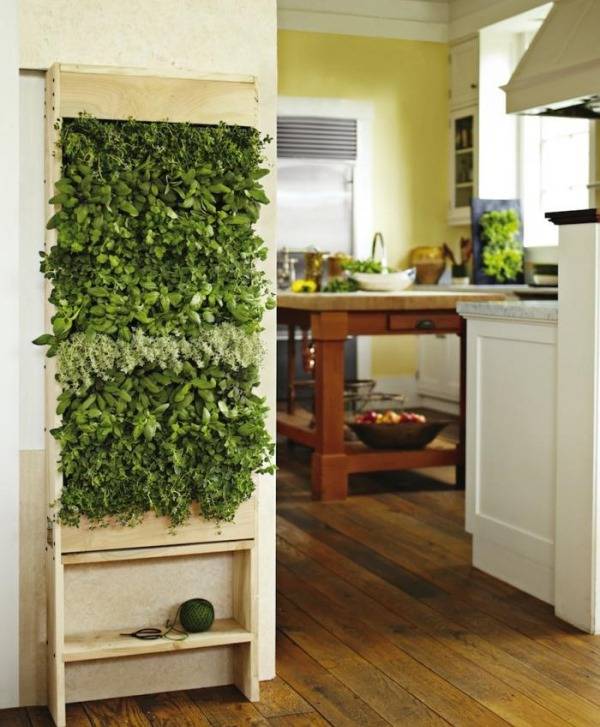 Зеленые растения на кухне