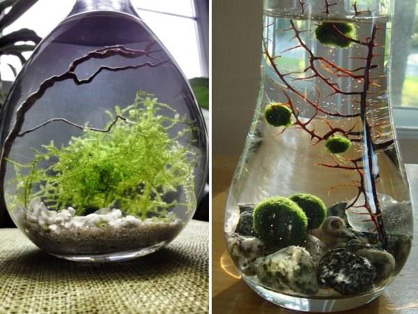Комнатные растения - водоросли