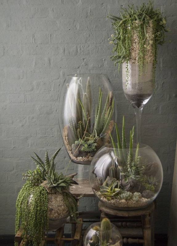 Растения в больших стеклянных вазах 