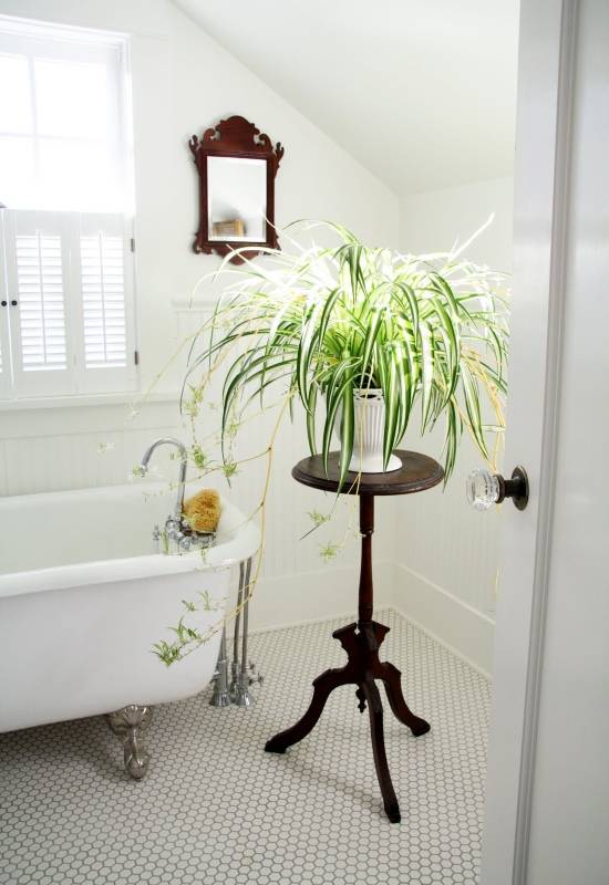 Украшение ванной комнатными растениями