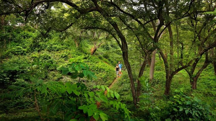 Экскурсии в джунгли Никарагуа 