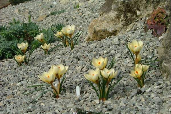 Камни и растения для альпийской горки - фото