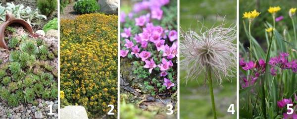 Лучшие растения для альпийской горки - фото и названия